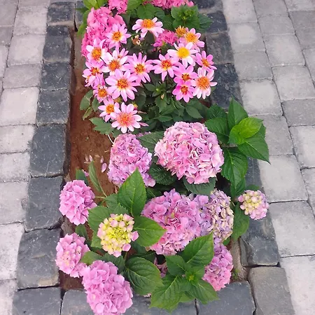 Omas Rhoen-garten 公寓